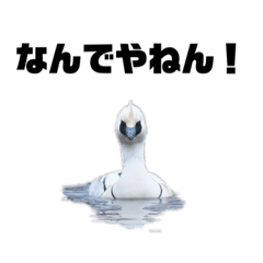 [LINEスタンプ] 野鳥のスタンプ1