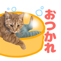 [LINEスタンプ] ネコのクマくん