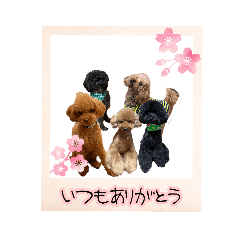 [LINEスタンプ] 癒しのトイプー①