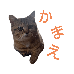 [LINEスタンプ] えらそうな猫様 下僕用
