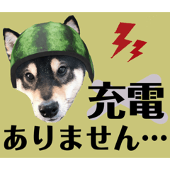 [LINEスタンプ] 柴犬のこはるなんです〜黒柴子犬ちゃん〜④