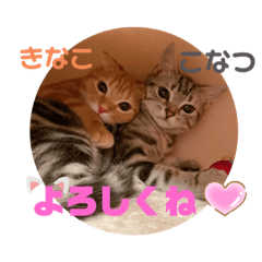 [LINEスタンプ] きなこなつの日常