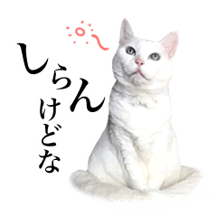 [LINEスタンプ] 白猫とチワワ♫（関西弁）