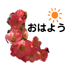 [LINEスタンプ] 写真を使って（14）