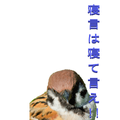 [LINEスタンプ] スズメからツッコミ