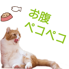 [LINEスタンプ] 猫カフェにあにゃあ全猫ちゃんスタンプ