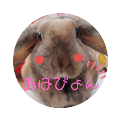 [LINEスタンプ] うさぎのかなちゃん