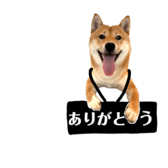 [LINEスタンプ] 柴犬ぽん太君