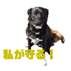 [LINEスタンプ] 愛犬マロンとお友達犬①
