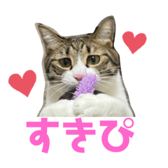 [LINEスタンプ] 猫のカルビ2