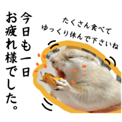 [LINEスタンプ] いろんな表情のねこちゃん