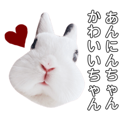 [LINEスタンプ] うさぎのあんにん 改
