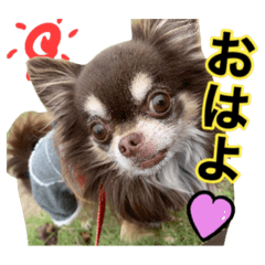 [LINEスタンプ] 犬と猫の使えるスタンプ