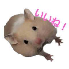 [LINEスタンプ] ハムくんの日常スタンプ