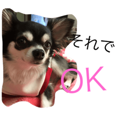 [LINEスタンプ] チワワのさーくん