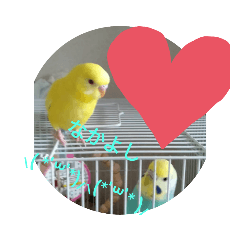 [LINEスタンプ] 可愛い♡インコちゃん♡♡♡