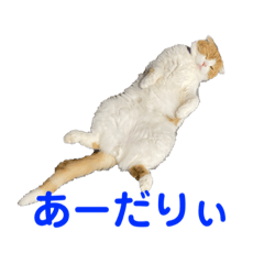 [LINEスタンプ] 猫と夕食