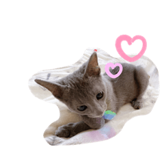 [LINEスタンプ] ロシアンブルー「れむくん」