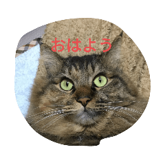 [LINEスタンプ] 猫ミニ2