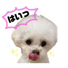 [LINEスタンプ] 毎日わんわんスタンプ2