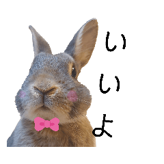 [LINEスタンプ] うさぎのうーたん※第③弾 よく使うやつ