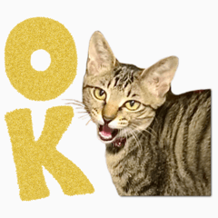 [LINEスタンプ] かわヨな猫ちゃんスタンプ4