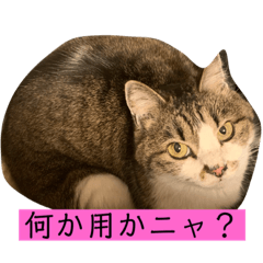 [LINEスタンプ] チャミちゃん❤