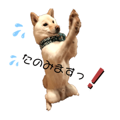 [LINEスタンプ] 白柴のまめ