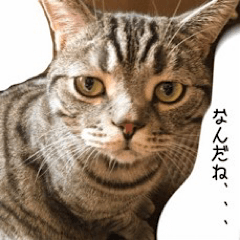 [LINEスタンプ] ねこねこ40240