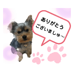 [LINEスタンプ] うちのましゅー 第一弾＆第二弾まとめ