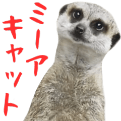 [LINEスタンプ] ほほえみフレンズ ミーアキャットの日常の画像（メイン）