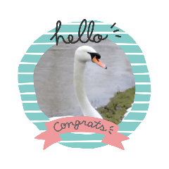 [LINEスタンプ] かわいい 白鳥スタンプ
