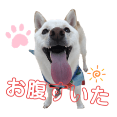 [LINEスタンプ] 白柴のまめ③