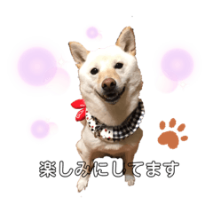 [LINEスタンプ] 白柴のまめ②