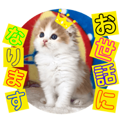 [LINEスタンプ] ねこまーち もちもちベイビーちゃん