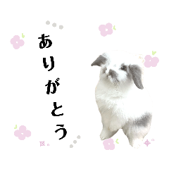 [LINEスタンプ] ◌ *ふわ＆ぽわ* ◌