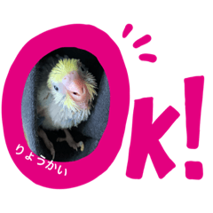 [LINEスタンプ] インコ雛STYLE
