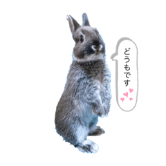 [LINEスタンプ] チョコくんだよ。