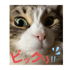 [LINEスタンプ] かわいいビビ♡