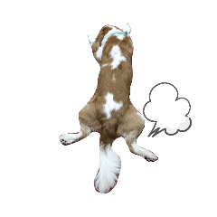 [LINEスタンプ] キャバリア ぎんときスタンプ