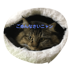[LINEスタンプ] ねこミニ3