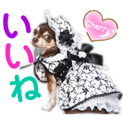 [LINEスタンプ] kyon学園のチワワんズ チェリー＆スバル