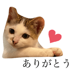 [LINEスタンプ] わんにゃんEveryday！