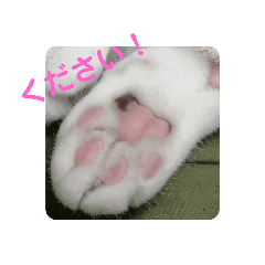 [LINEスタンプ] 愛しのニャンズスタンプ 4