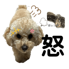 [LINEスタンプ] 仁と礼 トイプードル兄弟32