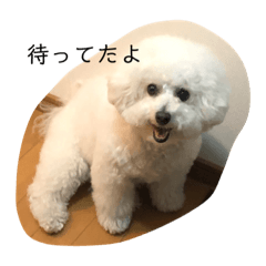 [LINEスタンプ] ゆきちゃん（ビション・フリーゼ）