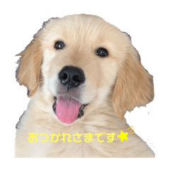 [LINEスタンプ] ふうすたんぷ。