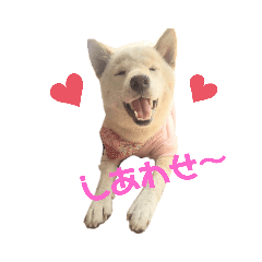 [LINEスタンプ] 柴犬福シリーズ 日常会話編