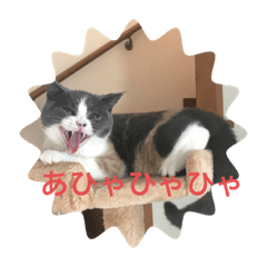 [LINEスタンプ] ブリティッシュショートヘアぽてちゃん