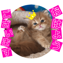 [LINEスタンプ] ねこまーち もちもちプリンス